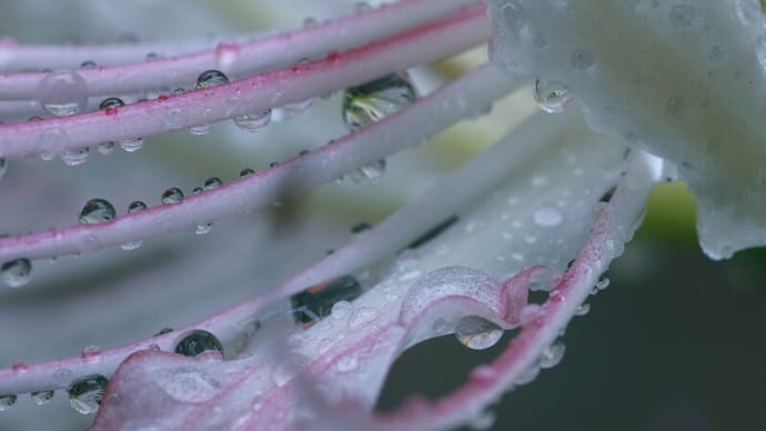 ●我が家の９月の花（7）　雨のしずく　白い彼岸花　タマスダレ　ブルーサルビア