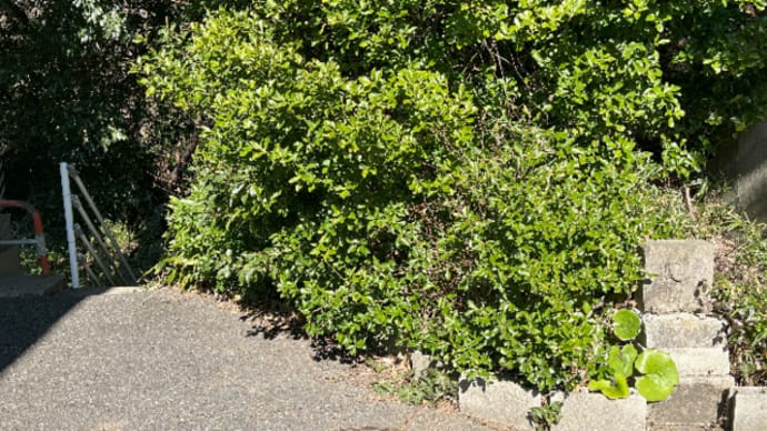 久しぶりの山歩き
