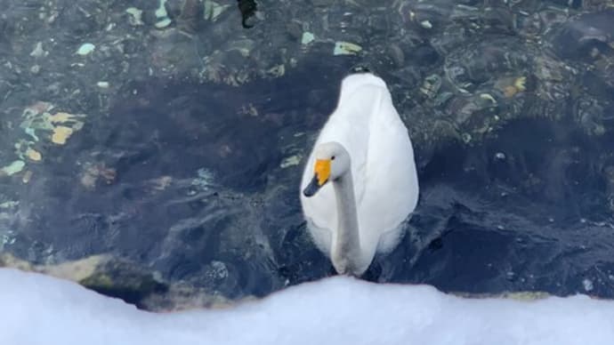 白鳥を発見