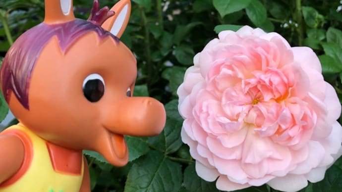 ロバくんとピンクの薔薇