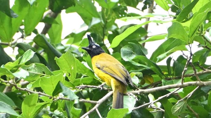 アンコールの野鳥