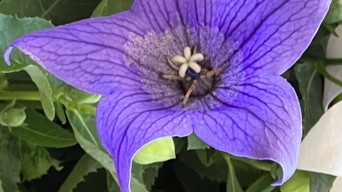 内科のあるビルの鉢植え キキョウ プチロータス