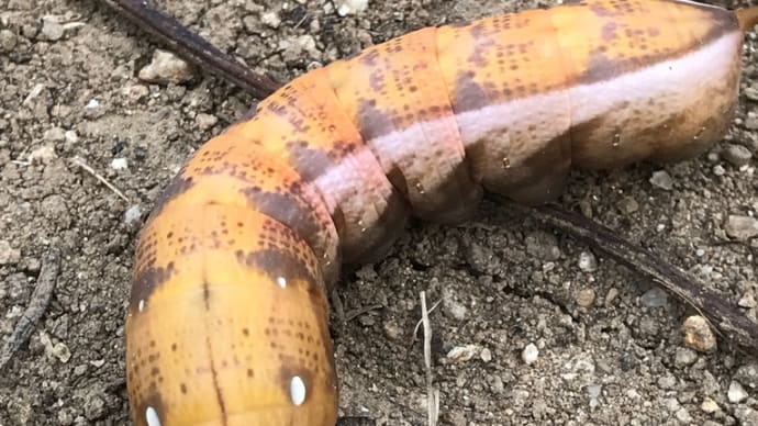 またまた発見キイロスズメガ幼虫
