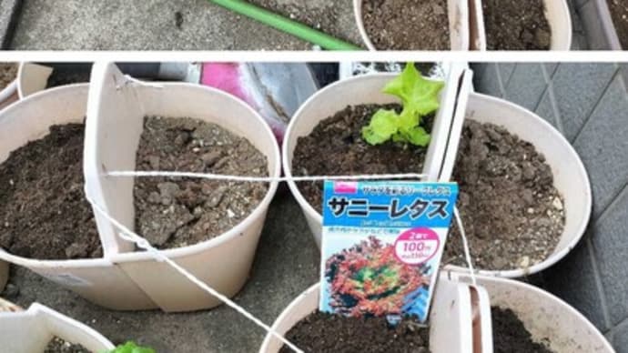 サニーレタスを外壁フェンス掛けの鉢に植えました