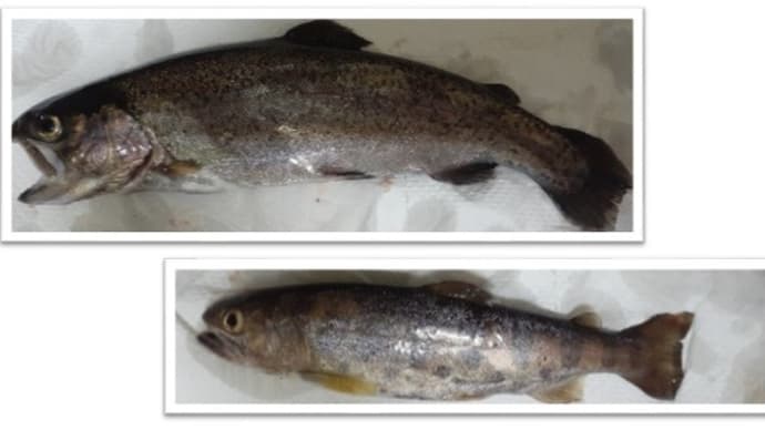 じじいの釣り釣りヴギ・・・ やっちまったなあ・・・