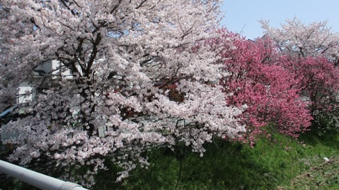 隠れ桜の名所を巡る！３か所めぐって人気名所は散っていた！？