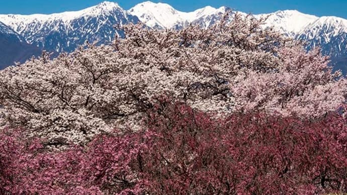 大草城址公園の桜は綺麗でした