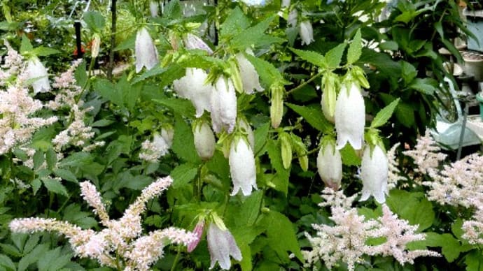 庭の花(6月)ホタルブクロ、スイセンノウ、コクリュウ、ペンタス、他