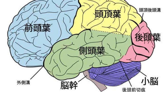脳は区分けされた脳番地ごとに成長するの・・・?