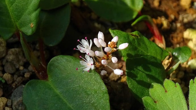 春の到来を呼び覚ますネーミングの花たち