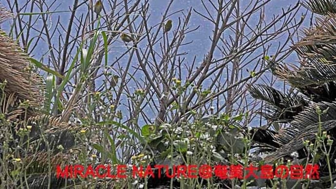 今日の鳥見