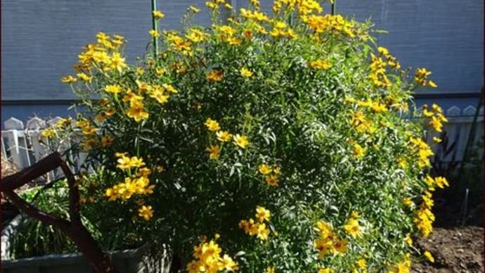 中央花壇に春の花を★記念撮影は大変