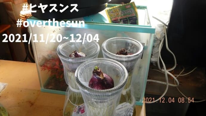 #ヒヤスンス #overthesun 20211120 201204