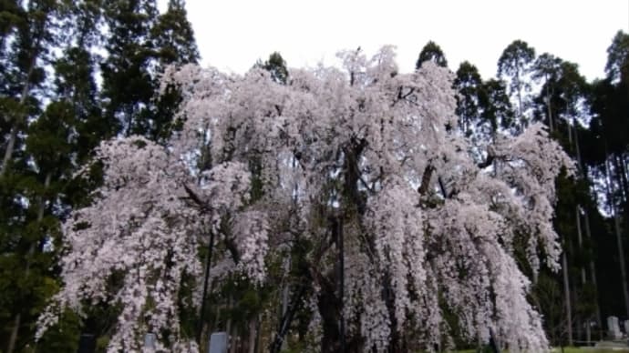 高山の五大桜、の一部