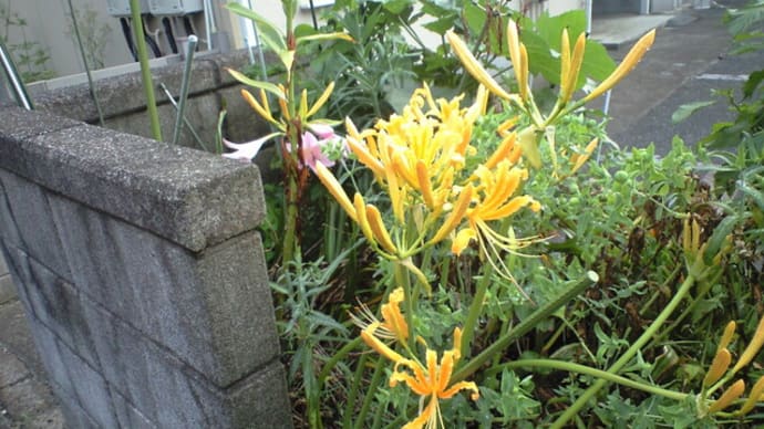 早くも「黄花彼岸花(オーレア)」が咲き始めました 画像を追加います