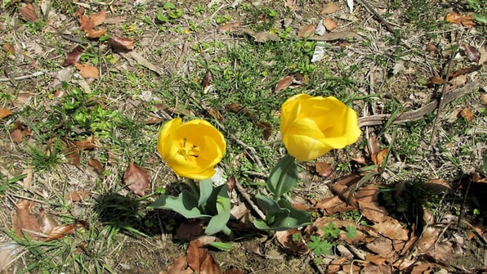 春の花