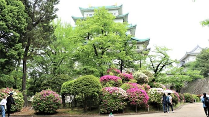 名城公園　「藤の花」惨敗🤷　なんとか「つつじ」で面目😏