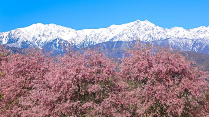 立屋の桜2023-1