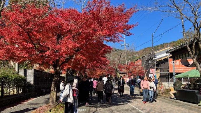 紅葉を見に谷汲さんに行ったリリ~