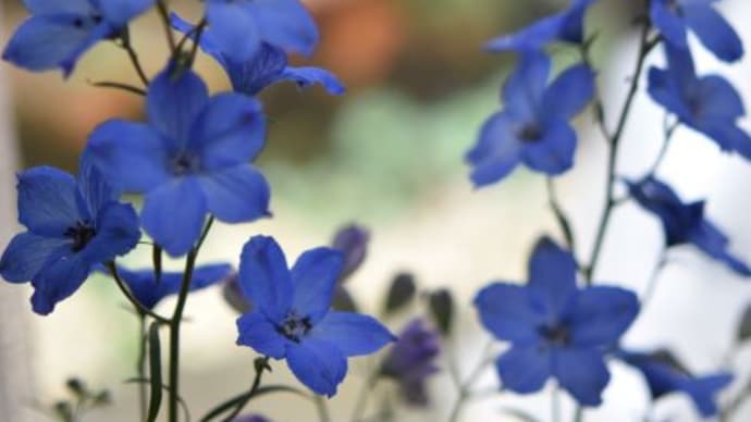 庭で咲く花たち ディルフニウムの花たち 28