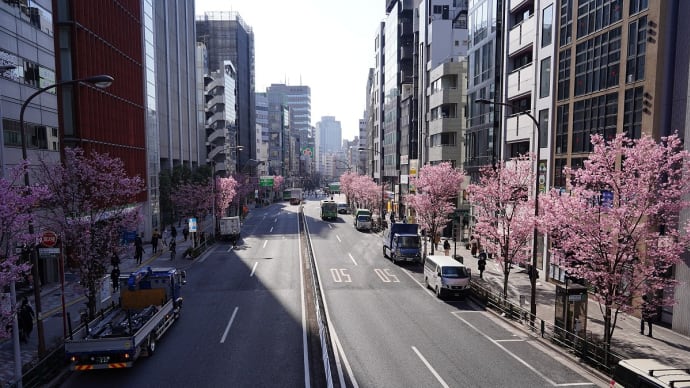 会社の前の陽光桜