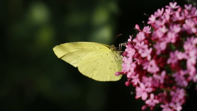 ウスベニカノコソウは蝶を呼び寄せた立役者でした キチョウモ撮れました！