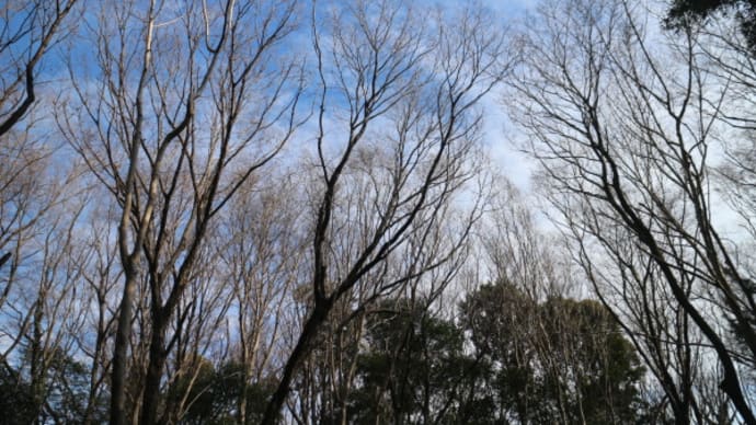 葉を落とし、冬を耐え、枯れ越し、なお生きる、樹々の生命力