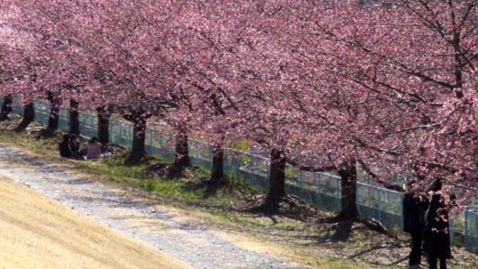 もうすぐ満開の美和桜(河津桜)