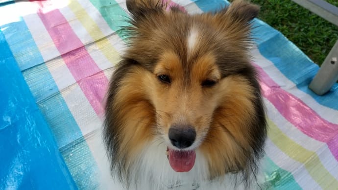 久しぶりにドックラン「もりのみやこ」で遊びました🍀