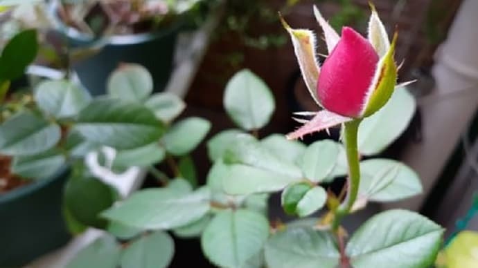 シルバーリーフの花を咲かせるべきか切るべきかで迷っとるとですぅ(;一_一)