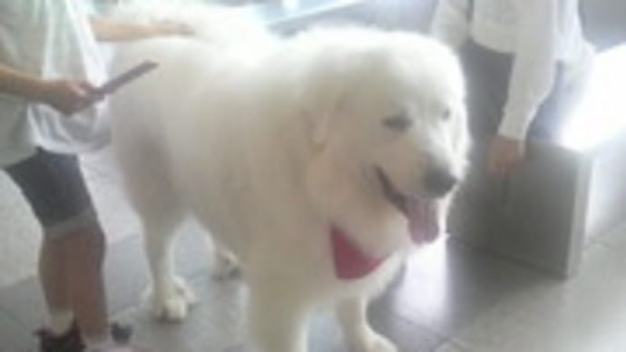 犬と嗅覚