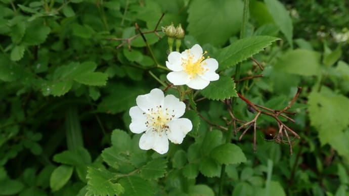 6月に見た植物