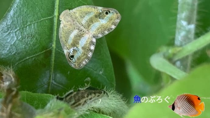 ベッコウハゴロモ