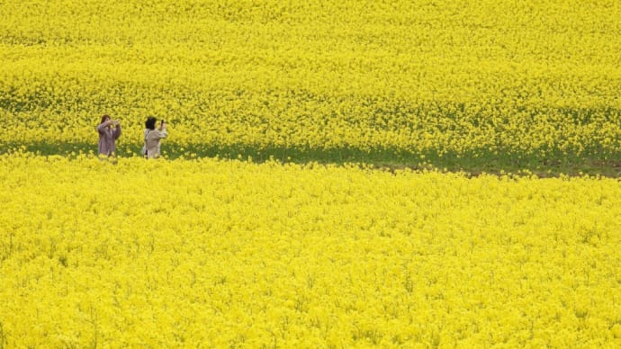 鰺ヶ沢町 菜の花畑