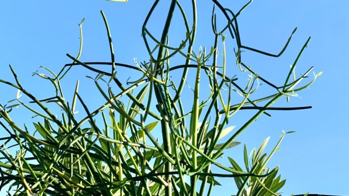 植物のキモチ。