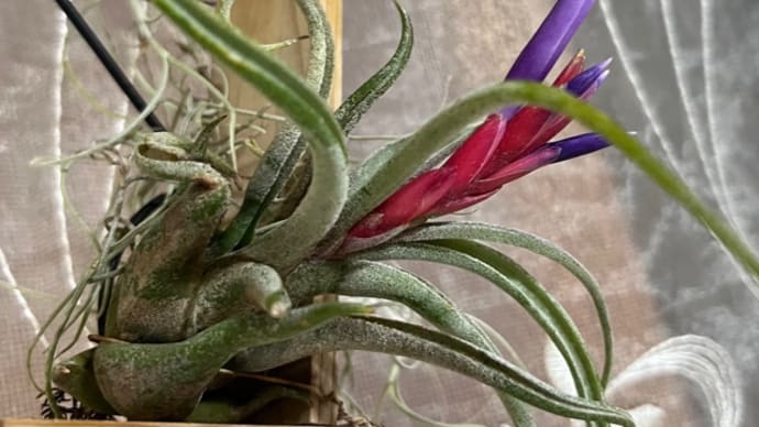 チランジア カプットメドゥサの花