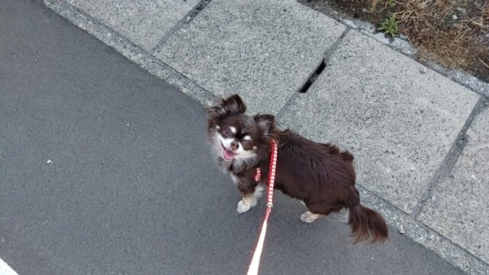 朝の散歩