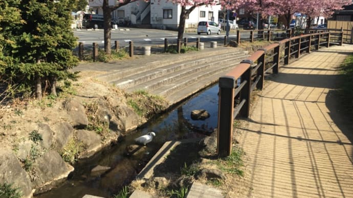 河津桜と小鷺