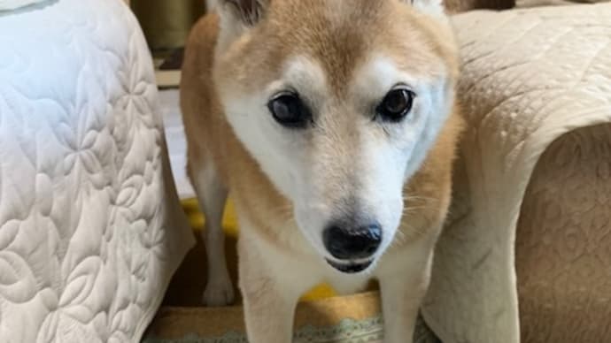きぃちゃんもいますよ~°˖✧◝(⁰▿⁰)◜✧˖°