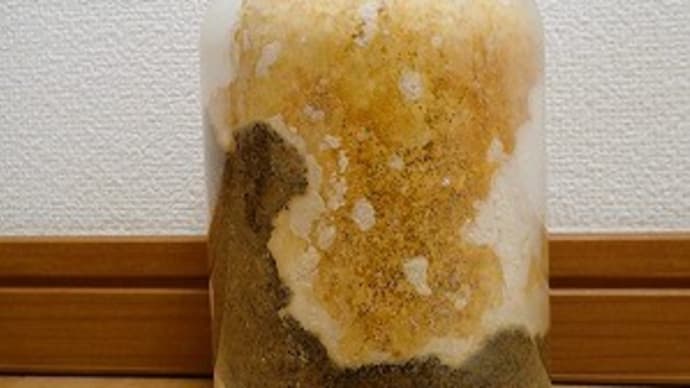 オオクワガタの幼虫のお引越し完了