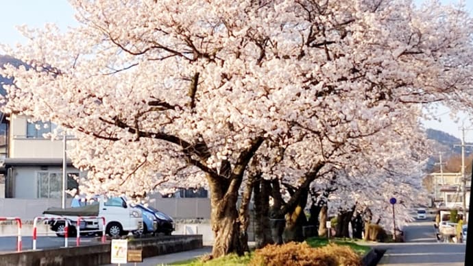 長野は桜綺麗です♪