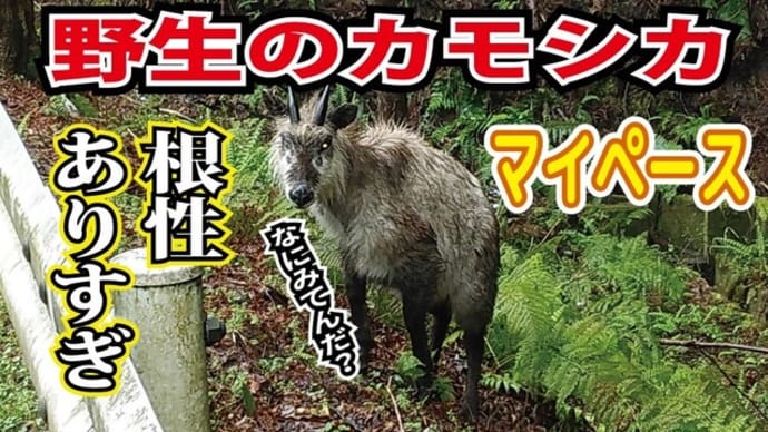 ハッシュタグ 動物動画 Goo Blog Gooブログ