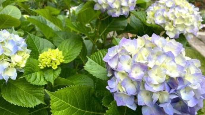 鬼の居ぬ間に
