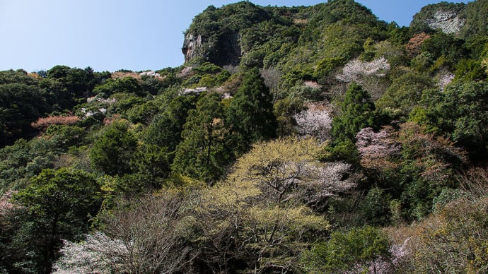 2021.3.18 クマノザクラ(御浜町)