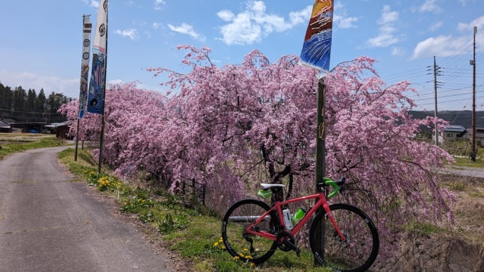 桜三昧