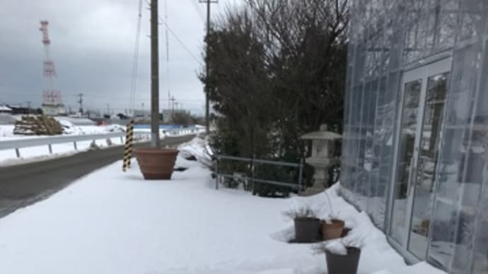 パッションフルーツ寒さに耐えてます