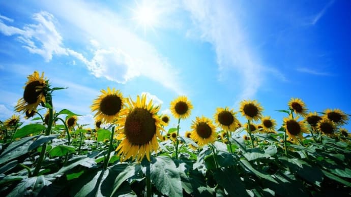 清瀬ひまわりフェスティバル 2024 本編その2(東京都清瀬市 2024.8.11撮影)