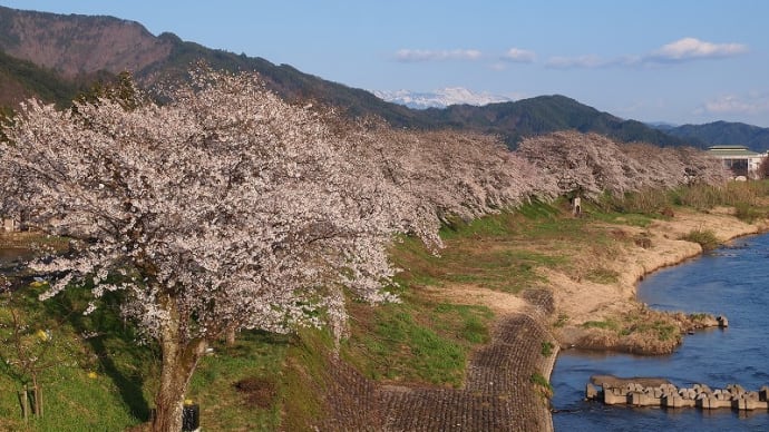 飛騨の御所桜