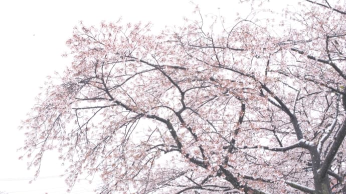 季節外れの雪❄️