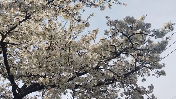 開花ニュース 近くの名所 花探し 大寒桜は満開